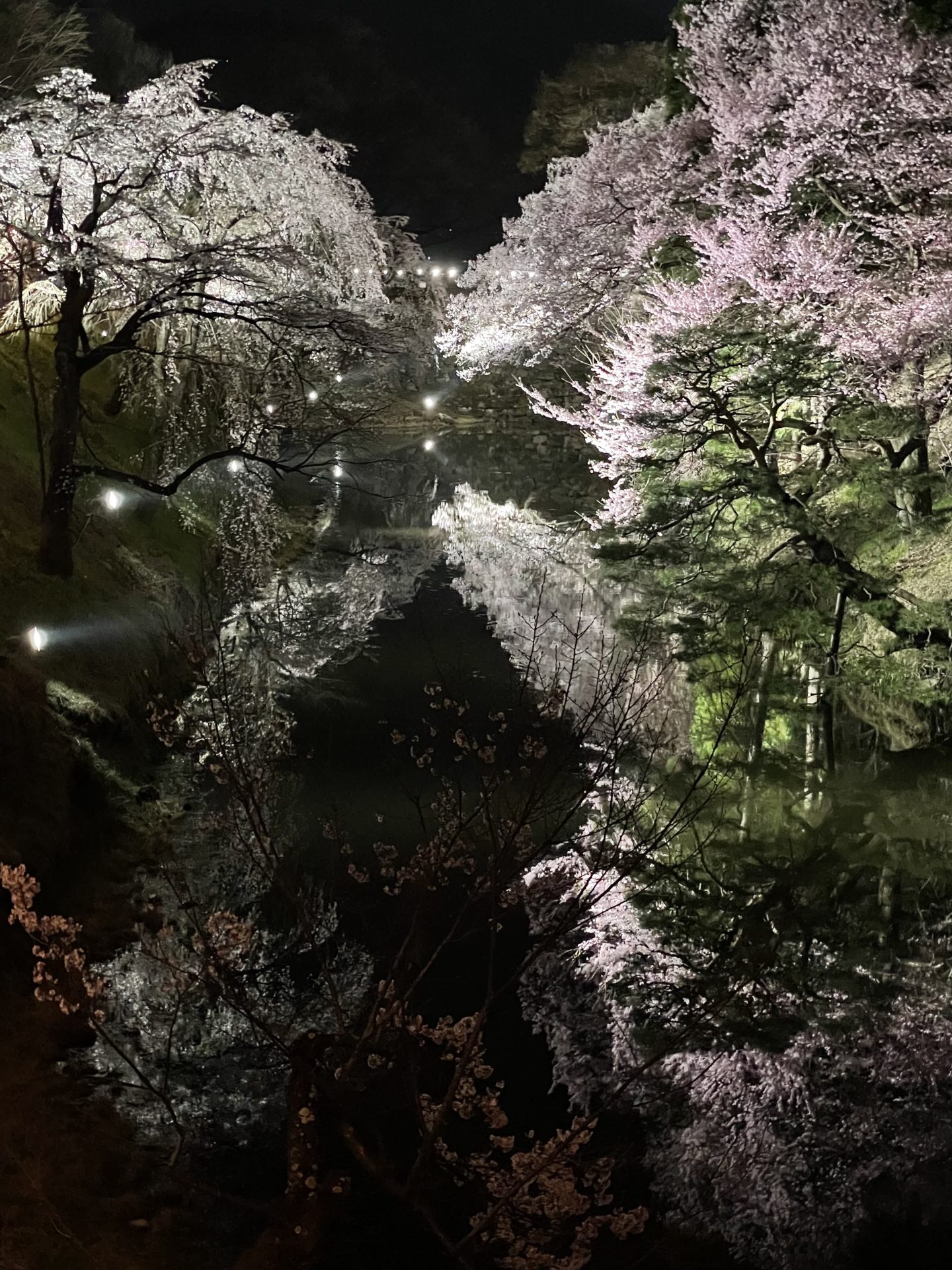 お堀の桜お堀の桜／上田城