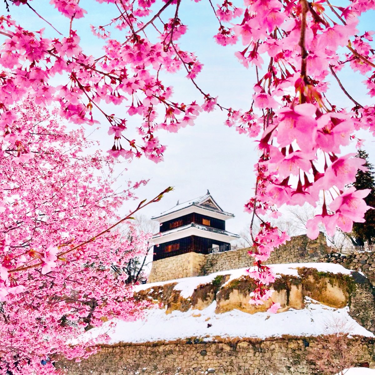 淡雪と山桜／上田城