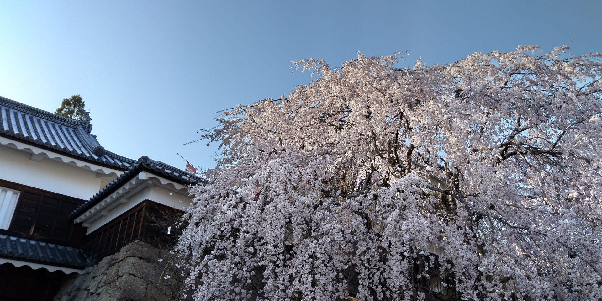 枝垂れ桜／上田城